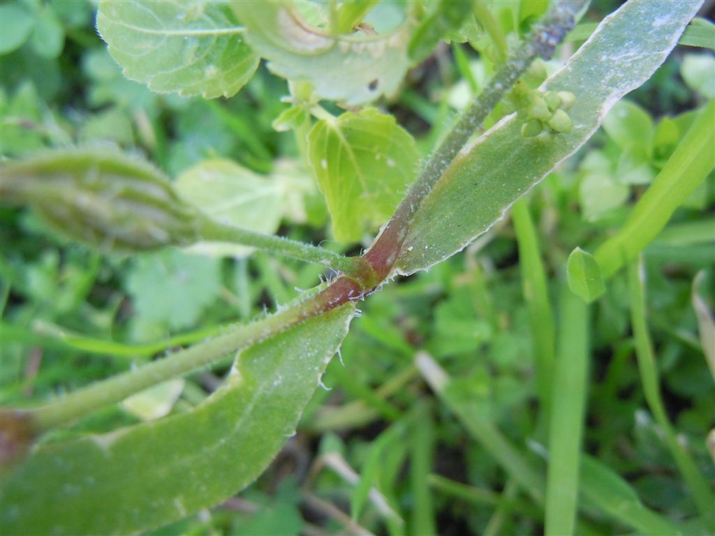 Cariofillacea : Silene gallica